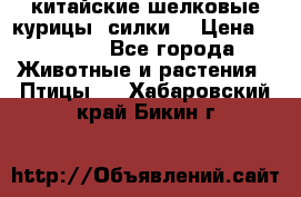 китайские шелковые курицы (силки) › Цена ­ 2 500 - Все города Животные и растения » Птицы   . Хабаровский край,Бикин г.